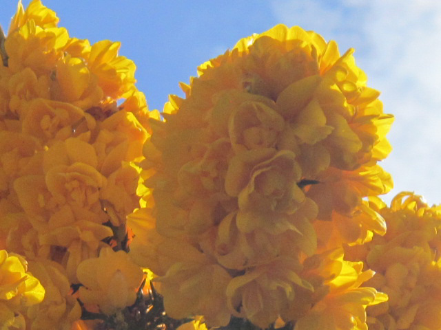 Beautiful gorse still smells of vanilla