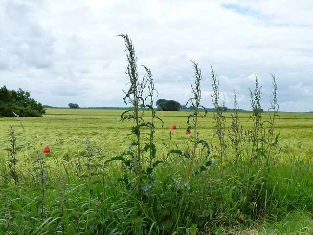 Felder bis zum Horizont