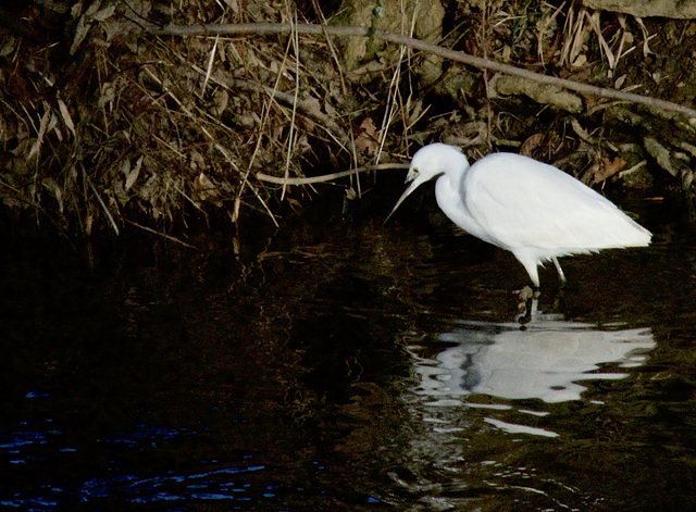 Little Egret  ( I think )