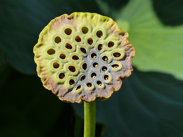 Lotus seedpod, Nariva Swamp afternoon