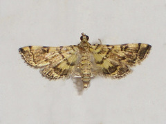 TB005 Apogeshna stenialis