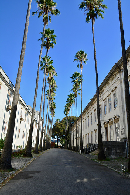 Lisbon 2018 – Botanical garden