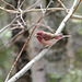 Day 9, Purple Finch, Tadoussac