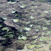 Croqueurs de petites algues