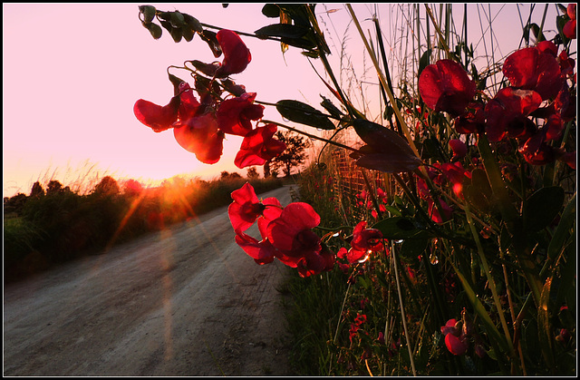 Lathyrus Sunset