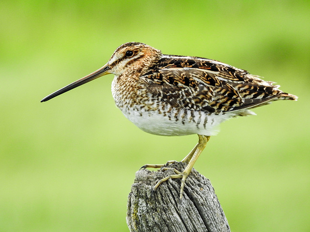 Wilson's Snipe