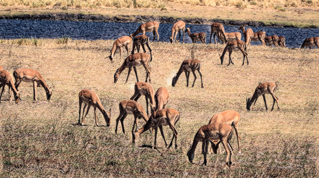 impala