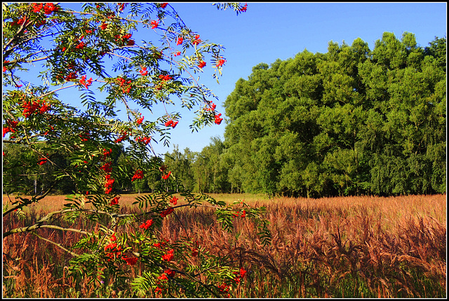 Rowan Berries