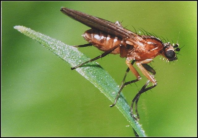 Drosophilla  3mm