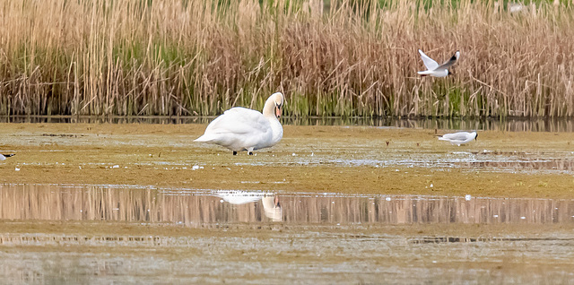 Mute swan