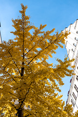 Ginkgo in der Herbstsonne