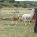 hpc[25] - Alpacas {5 of 5}