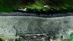 Migration