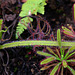 Plantes carnivores  - Jardin des plantes à Orléans