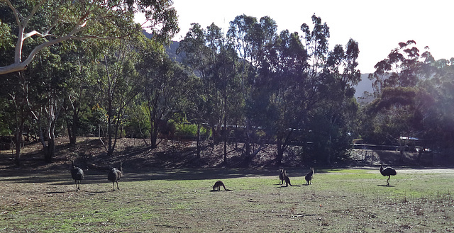 roadside wildlife