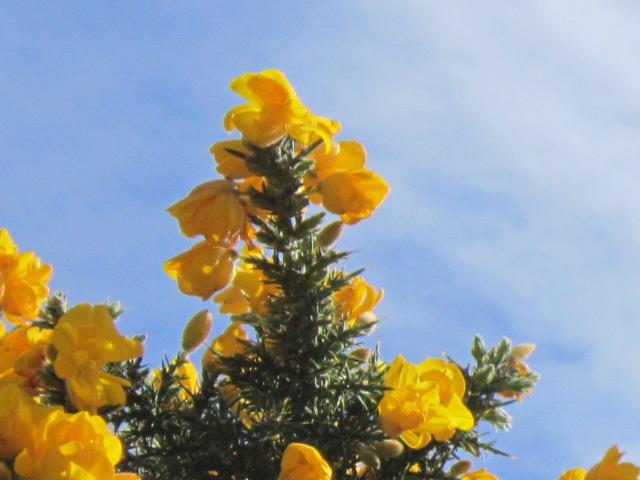 The stunning gorse stands out so strong