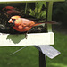 Northern Cardinal