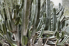 Senita Cactus – Desert Botanical Garden, Papago Park, Phoenix, Arizona
