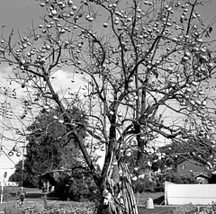 Persimmon tree