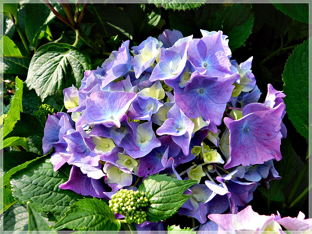 Hortensia le long du canal d'Hédé (35)