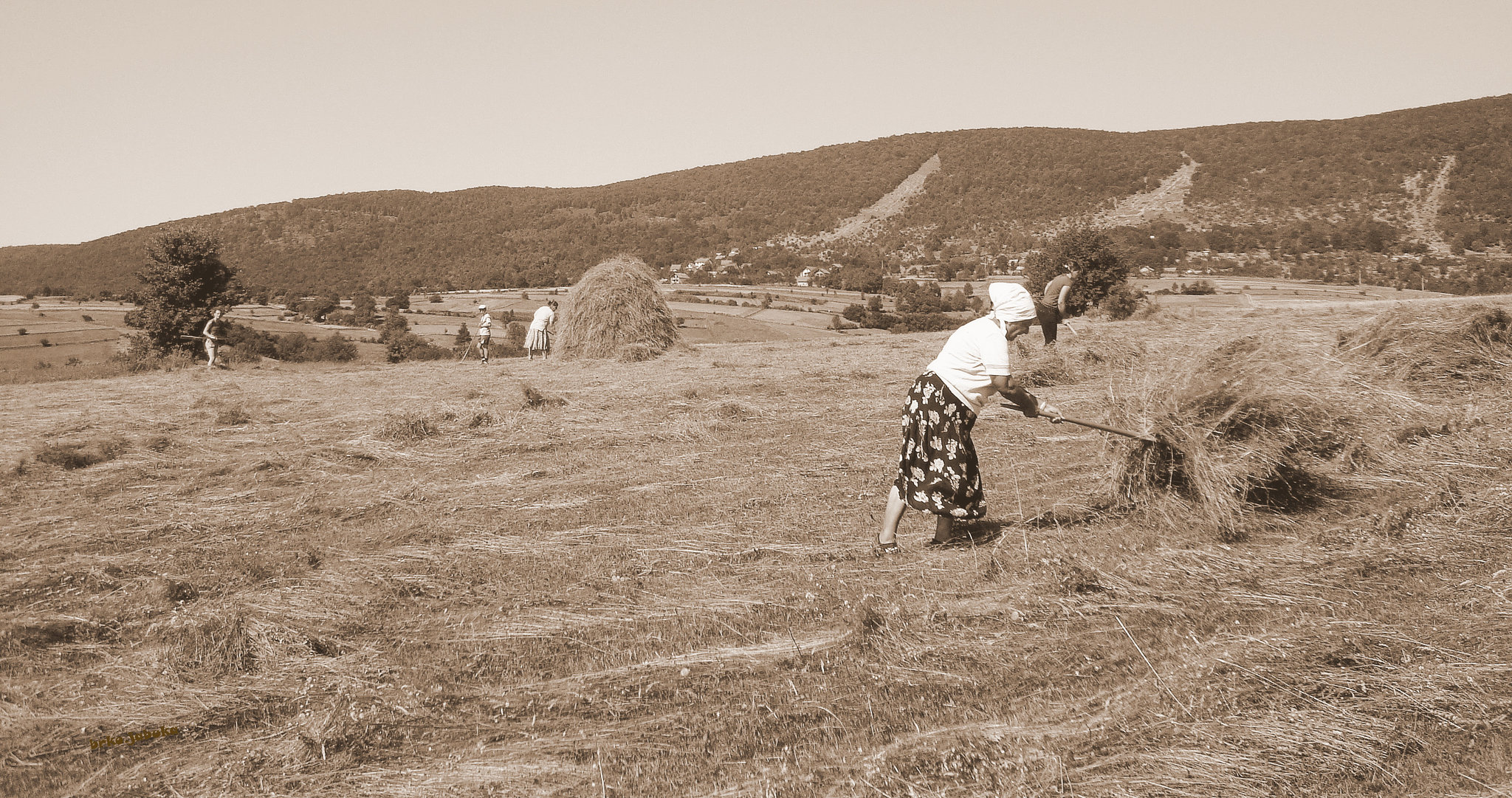 Gather of hay