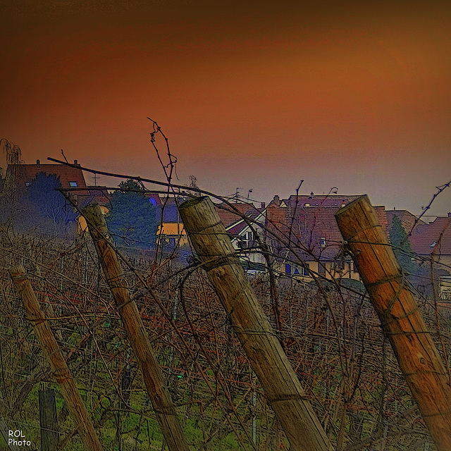 Sarments de vignes en folie