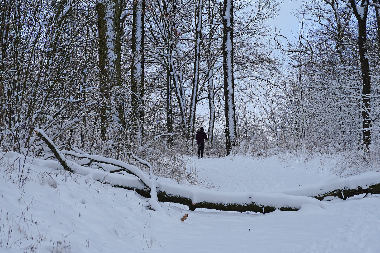 Schnee und Langlauf gut - Snow and cross-country skiing good