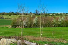 Hedgerow Blossom