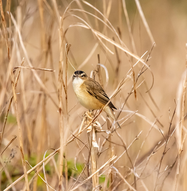 Sedge warbler