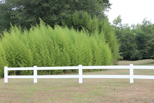 HAPPY FENCE FRIDAY, Everyone...!!