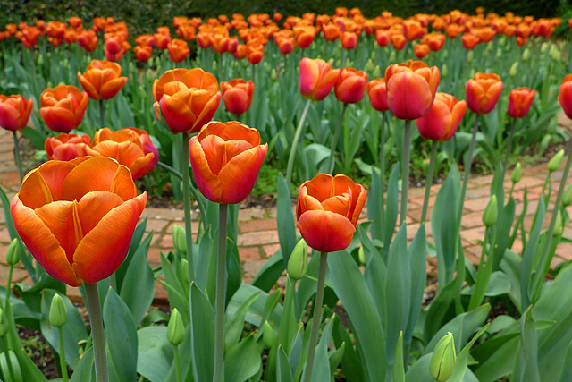 Tulip Mania