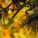 20221028 1935CPw [D~LIP] Kiefer im Herbstlicht, Bad Salzuflen