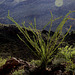 Backlit Ocotillo