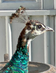 Peahen
