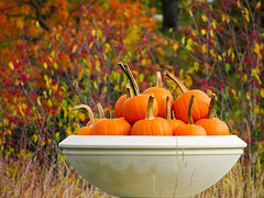 Bowl O' Pumpkins