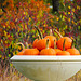 Bowl O' Pumpkins