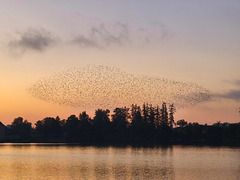 Vol d'étourneaux / Flight of starlings [EXPLORER]