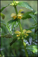 Lamium galeobdolon (1)