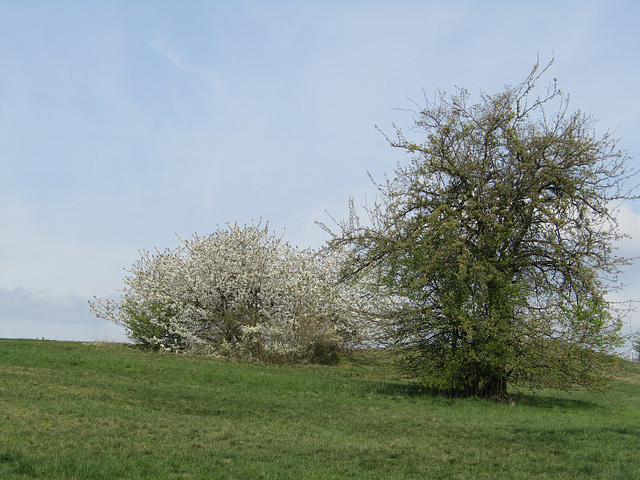 am Berg