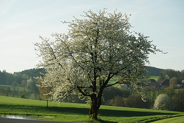 Frühling oder so