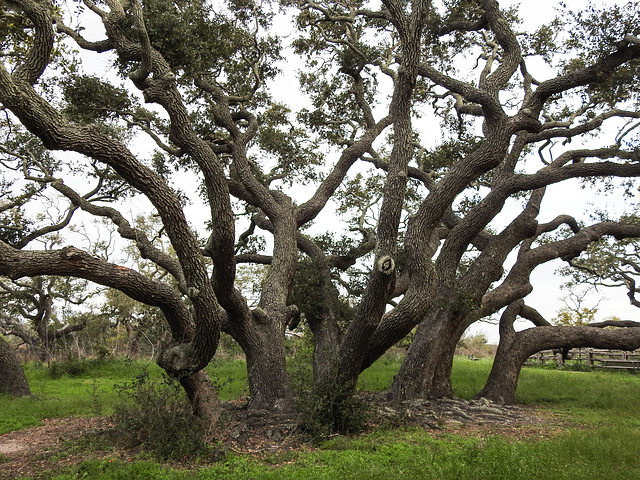 Day 2, oak trees by The Big Tree, South Texas