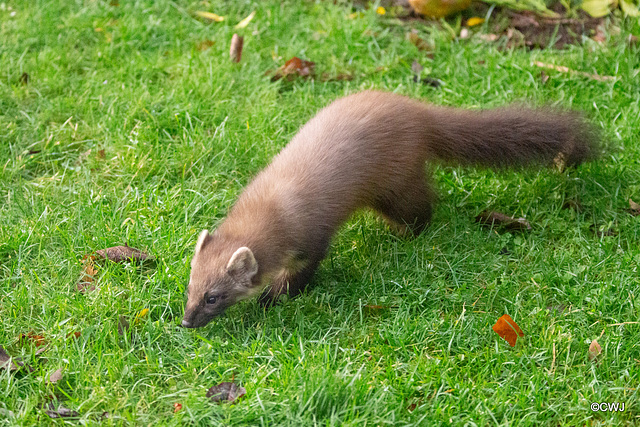Pine Marten
