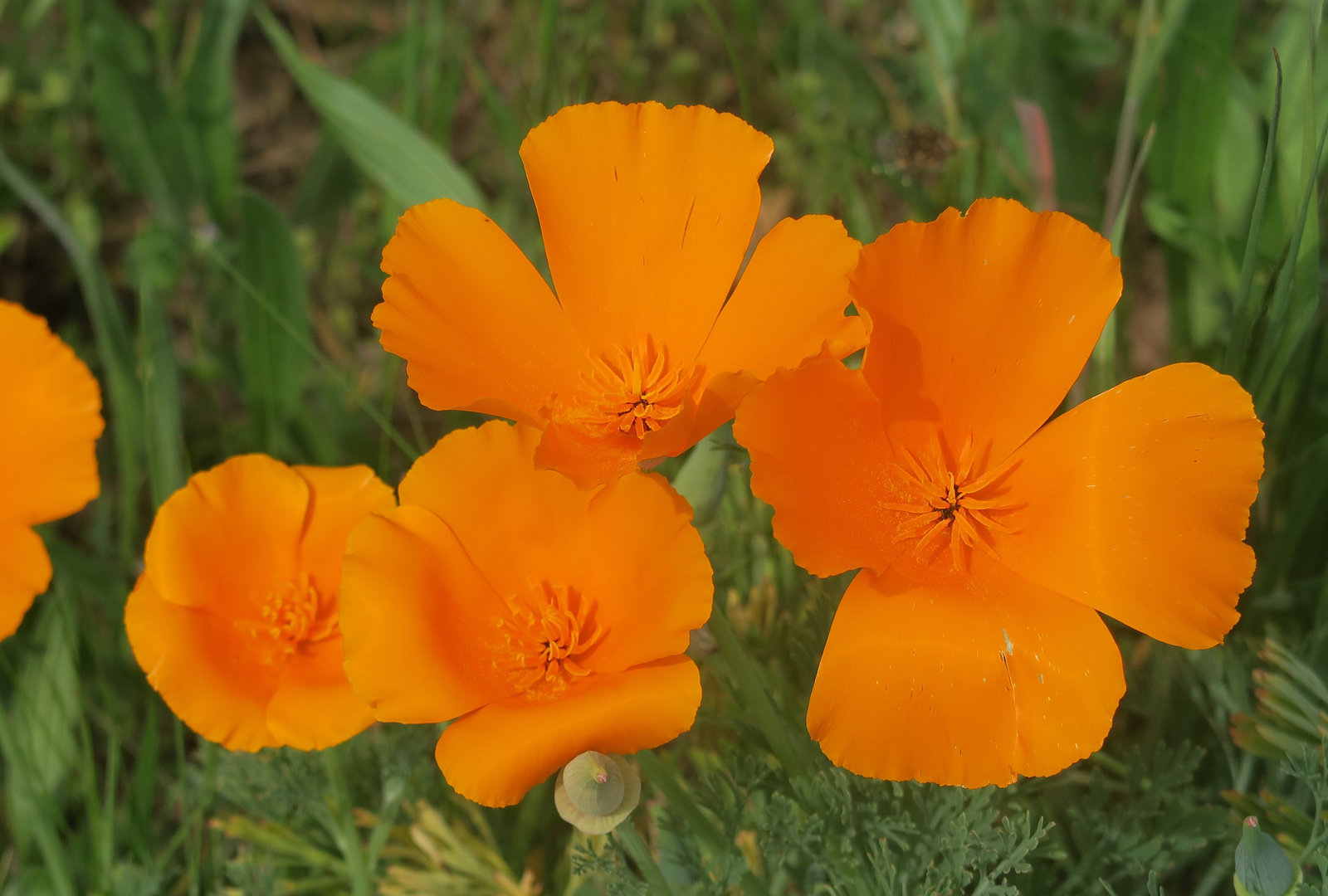 Pavot de Californie = Eschscholzia californica, Papavéracées (Rhône, France)