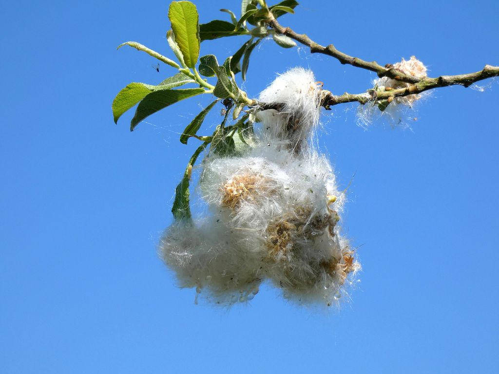 Seedhead