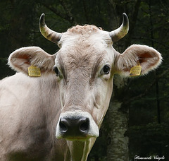 Es ist einfach wunderschön eine Kuh mit Hörner !