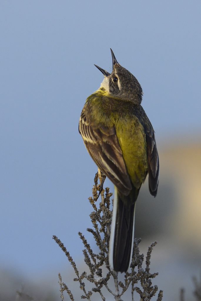 Motacilla flava, Alvéola-amarela