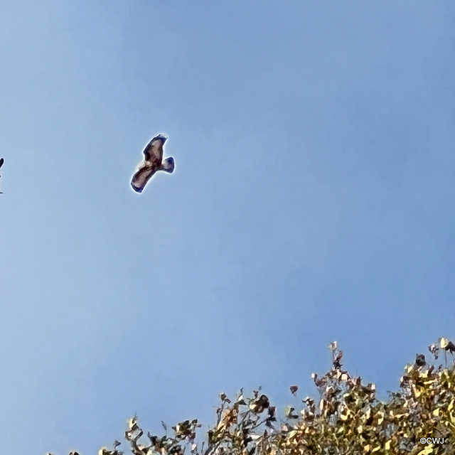 Buzzard above the Caledonian Canal