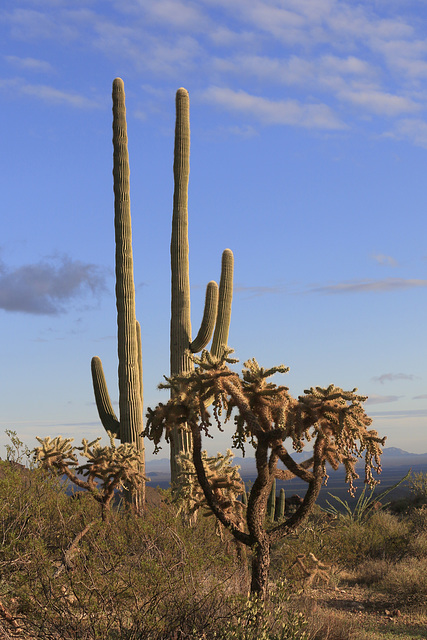 Saguaros and Chain Cholla