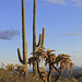 Saguaros and Chain Cholla