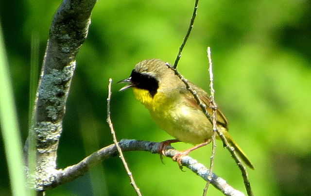 Common Yellowthroat Warbler